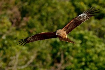 グリーンバックに飛ぶトビの飛翔シーン