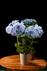 万華鏡アジサイ