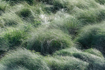 Beautiful grass on the shore of Lake La Mata. It is near the town of Torrevieja. Alicante province. Spain