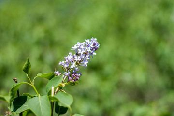 Obraz premium Blooming green branch of lilac on a sunny spring day. Lilac is blooming. Lilac flowers on a tree in the garden.