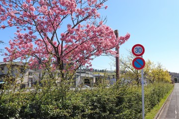 桜と道路標識のイメージ