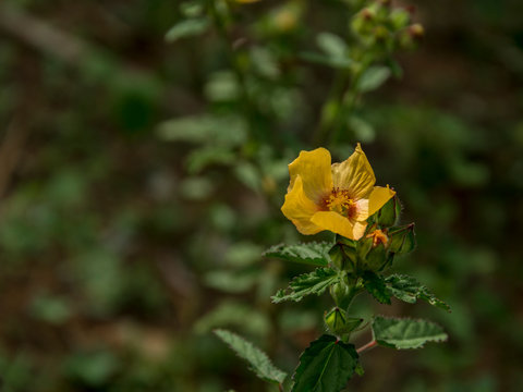 Yellow flower of Arembepe