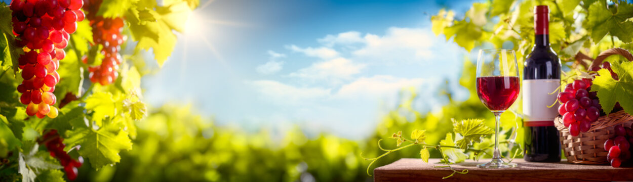 Tasty wine and grapes in vineyard