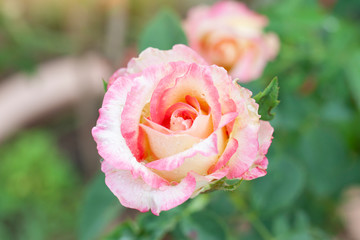 Pink and yellow rose flower to blooming after rain with raindrops in the garden on blur nature background.