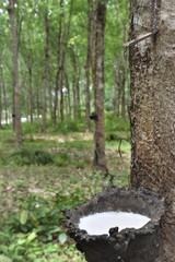 Rubber cutting in Thai gardens
