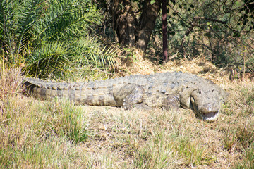 crocodile in the grass