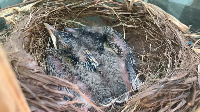 Delicate American Robin chicks quietly and comfortable resting sleeping in nest of mud and straw, entering fledgling stage with adult feathers growing in before leaving and learning to fly