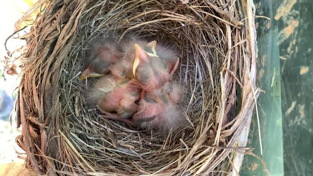 Brood of American Robin hatch-ling in urban nest begging for food with mouth and beak open during breeding season in North America. 