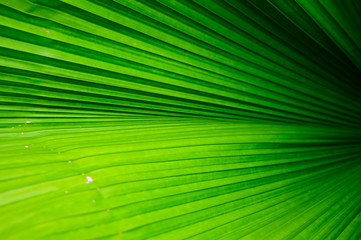 Obraz premium Macro detail of green leaf texture. Close up beautiful leaves pattern.