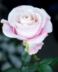 Beautiful bouquet of bright and colorful flowers
