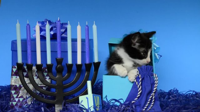 HD video of an adorable tiny black and white tuxedo kitten peaking out of a blue present box next to menorah with dreidel for Hanukkah. Bright blue background. Animal antics fun holiday theme.
