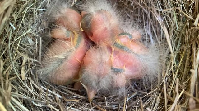 Overhead view of calm group of sleeping peaceful newly hatched altricial American Robin chicks siblings in a nest naked no feathers in the cold spring season