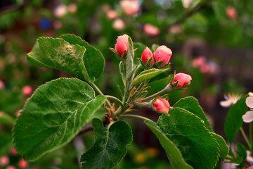 pink Apple blossoms