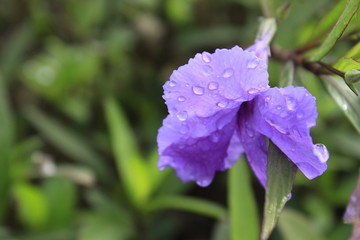 Flor morada
