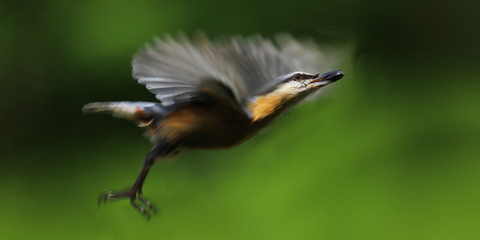 Nuthatch, in flight, on a green blurred background. Flap  wings up ...