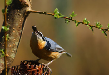 Nuthatch with a seed in its beak under the shadow of spring branches, on a brown blurred background ..