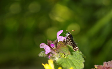 Well, a very small furry moth on a furry flower. Spring...