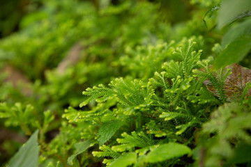 Green moss in the forest