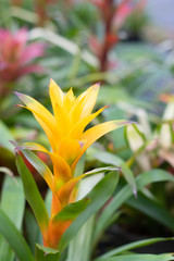 Bromeliad flower blooming in the garden