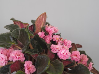 Pink flowers of a home-grown violet in a pot on a gray background.