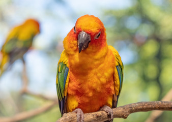 Close up Sun Conure Parrot Perched on Branch Isolated on Background