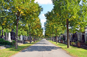Tree-lined road of Vienna Central Cemetery, location of last scene of The Third Man in Vienna