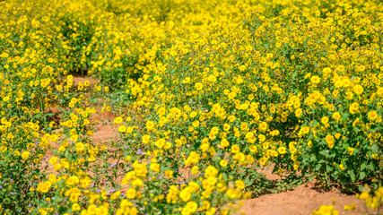 Close up group of yellow flowers and leaves in colorful tone.