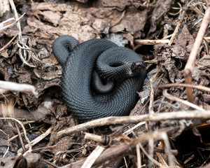 Black European Viper. Dry grass. In the center of the frame.