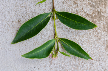 Leaves of Malpighia Glabra Plant