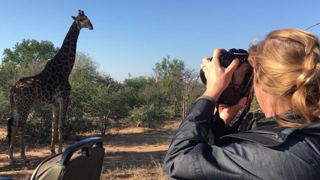 Tourist woman photographing giraffe while on photo safari in in Kenya.