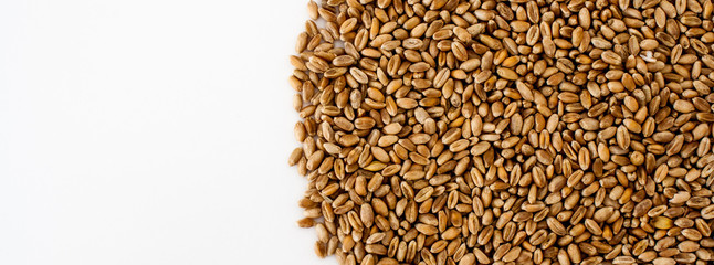wheat grains on a white background, natural dry grain in the form of a semicircle on the right side, isolated wheat grains, macro shot. Web banner for the site. blank space for text
