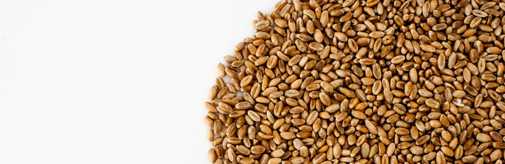 wheat grains on a white background, natural dry grain in the form of a semicircle on the right side, isolated wheat grains, macro shot. Web banner for the site. blank space for text