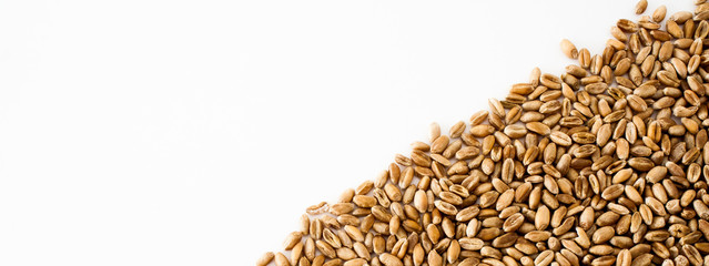 wheat grains on a white background, natural dry grain on the right side, isolated wheat grains, macro shot. Web banner for the site. blank space for text. Close up.