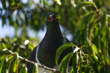 pigeon eating