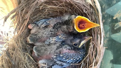 Awake and conscious American Robin fledgling chicks in mud and straw nest  chirp tweet and beg for food in nest while hungry and waiting for mother bird to feed the brood of hatch lings