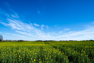 Beautiful field of green and light yellow rape with one tree. Meadow with forest. Growing seeds of agricultural crops. Spring sunny panorama landscape blue sky, clouds. Wallpaper of nature in Belarus