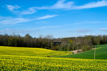 Beautiful field of yellow rape and green wheat. Train rides on the bridge. Meadow with a forest Cultivation of agricultural crops. Spring sunny landscape with blue sky. Wallpaper of nature in Belarus