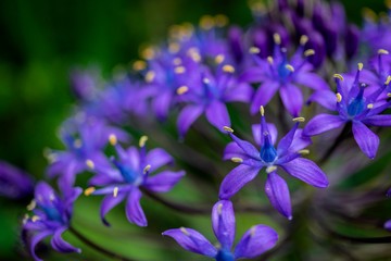 オオルツボの花をクローズアップ／ Scilla peruviana