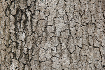特徴的なモミジバフウの樹皮