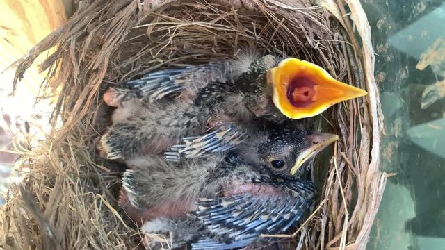 Awake and conscious American Robin fledgling chicks in mud and straw nest  chirp tweet and beg for food in nest while hungry and waiting for mother bird to feed the brood of hatch lings