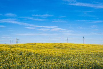 Beautiful field of yellow rape green wheat. Power line,energy, electric tower. Meadow with a forest. Growing seeds of agricultural crops. Spring, sunny landscape with blue sky. Wallpaper of nature.