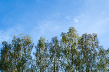 Beautiful Russian birch trees on a background of blue sky with clouds in sunny weather. Treetops with green crowns. Landscape in the countryside.