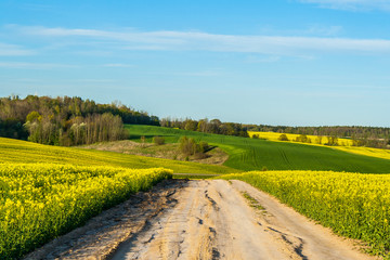 Beautiful image of a centered country road with fields of yellow rape and green wheat Green meadow, forest. Cultivation of agricultural crops Spring sunny landscape with blue sky. Wallpaper of nature