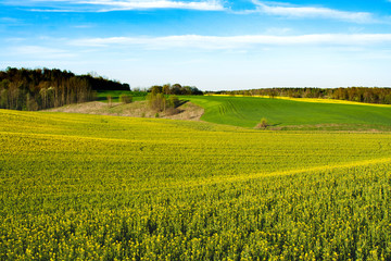 Fototapeta premium Beautiful field of yellow rape and green wheat. Green meadow with a forest. Cultivation of agricultural crops. Planting seeds. Spring, sunny landscape with blue sky. Wallpaper of nature in Belarus.