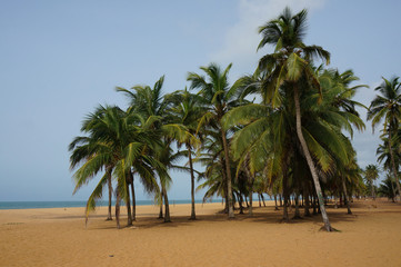 Palm trees on the beach of the Gulf of Guinea. Lomé, Togo.
