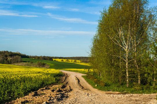 A beautiful image of a centered country road with an alley of birch trees. Fields of yellow rapeseed and green wheat. Cultivation of crops. Spring sunny landscape with blue sky. Nature wallpaper