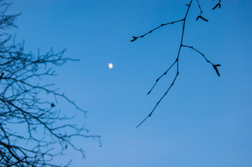 The growing moon is visible in the blue clear sky through the bare branches of spring trees.