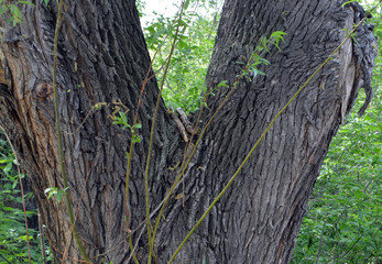 tree, forest, nature, green, trunk, wood, park, trees, pine, bark, grass, woods, plant, outdoors, old, spring, moss, environment, landscape, oak, summer, leaves, path, natural, woodland