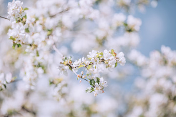 Spring blooming tree, white flowers on trees, sunny spring day, bright blue sky