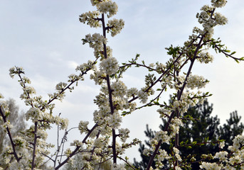 
branches of a flowering tree grow right in the sky